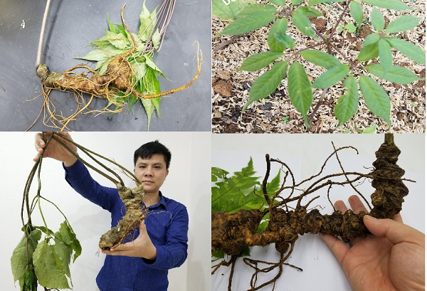 Trong Đông y, tiết trúc sâm là 1 loại thảo dược quý, có tác dụng cầm máu, bổ phế, trị ho, trị vết thương ngoài, chống suy nhược cơ thể, chống lão hóa, gia tăng sức đề kháng và rất có lợi cho hệ tim mạch.