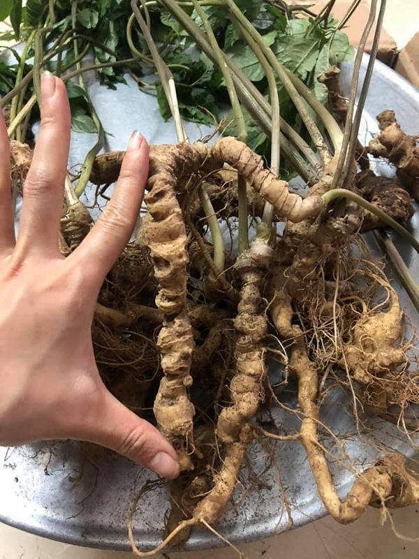 Tiết trúc sâm giúp tăng cường sinh dục, đối với chức năng nội tiết sinh dục nữ, thể hiện ở các hoạt tính oestrogen và hướng sinh dục; giãn mạch ngoại vi. Giúp hoạt huyết, bổ huyết, cầm máu, tiêu ứ huyết, tiêu sưng, giảm đau