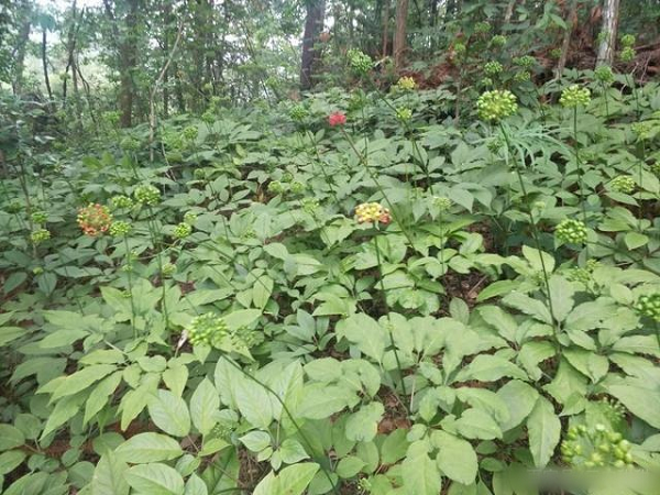 Tuy nhiên, số lượng của chúng rất hiếm. Sâm tiết trúc cao từ 50 - 80 cm, lá hình cọ, chùm lá có thể chia thành 5 lá nhỏ.