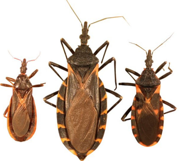 Ngoài ra, nhiều nạn nhân thậm chí không biết họ đã mắc bệnh vì không có triệu chứng. Nếu có, chúng thường chỉ kèm theo biểu hiện sốt, mệt mỏi, nổi hạch bạch huyết và một số triệu chứng "giống cúm" khác.