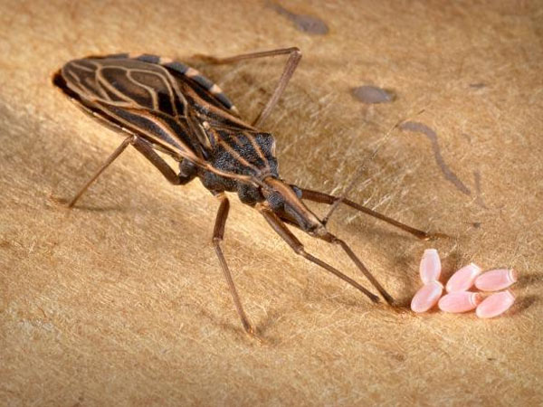 Bọ xít thường hút máu ở mặt sau cánh tay, trong tư thế treo lơ lửng nên rất khó để phát hiện. Thời gian hút máu của loài này là từ 14 -15 phút.