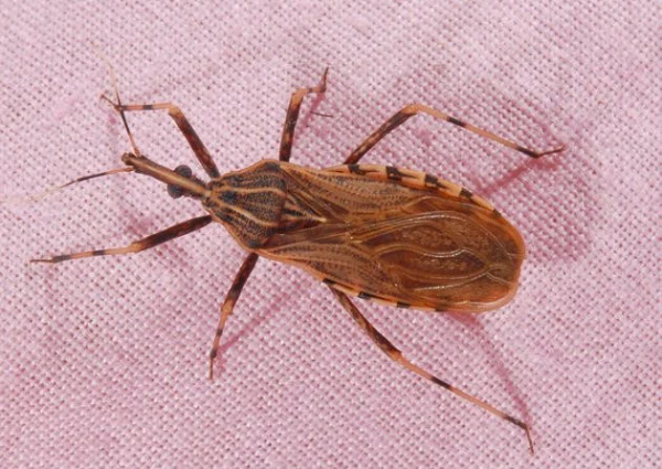 Bọ xít hút máu người có vòi ngắn, cong, chia làm 3 đốt rất khỏe. Đây chính là thứ vũ khí mà loài bọ xít này dùng để chích và hút máu con mồi.