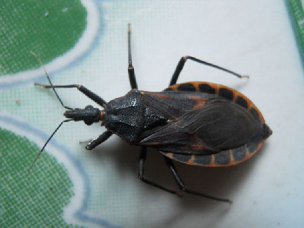 Một đặc điểm khác là loài côn trùng này sinh sản vào mùa hạ. Chúng đẻ trứng trên thành giường, tủ, dưới các đống gỗ hay ở khu vực ẩm thấp, tối tăm.