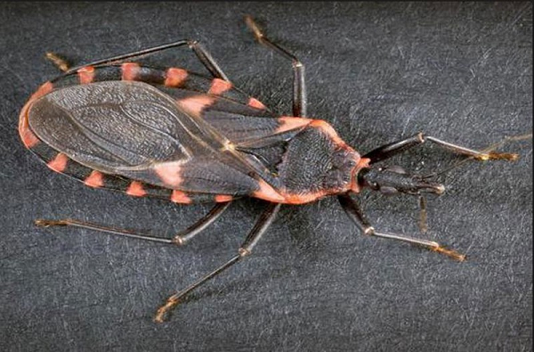 Thông thường, bọ xít hút máu hoạt động chủ yếu vào ban đêm (1-3 giờ sáng) và bị thu hút đặc biệt bởi mùi amoniac, axit cacboxylic từ da, tóc hay mồ hôi động vật.