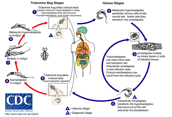 Theo ước tính, bọ xít hút máu người đoạt mạng của 10.000 người mỗi năm trên toàn thế giới. Điều đặc biệt nguy hiểm ở Chagas là tính lây truyền, có thể lây từ người này sang người người khác thông qua hiến tạng, truyền máu.