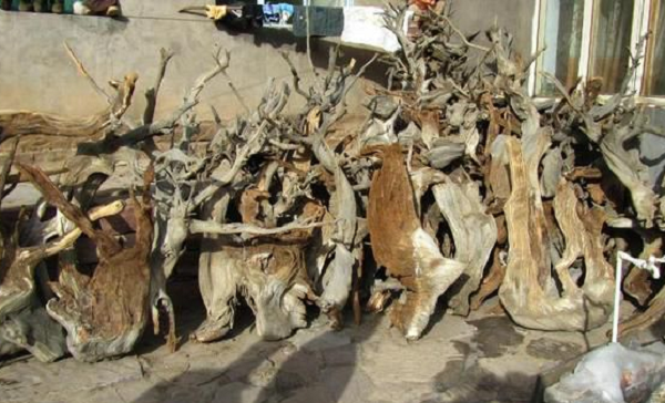 Cây Nhai bách có hình dạng quả lựu đạn rất khan hiếm, xác suất 1/100. Chúng thường sống trong môi trường rất khắc nghiệt. Trong những điều kiện như vậy, sức sống của cây bền bỉ hơn, các cây Nhai bách tìm thấy ở đây cũng rất hiếm.