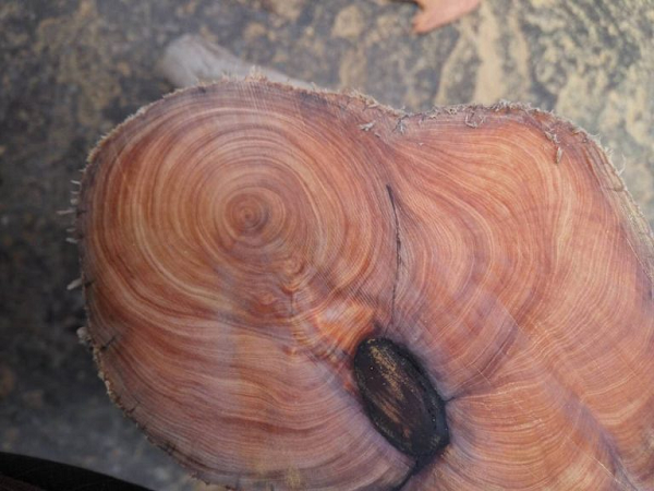 Không những thế, cây Nhai bách còn để chỉ rễ hoặc thân của cây mọc ở các vách đá có kiểu sinh trưởng kỳ lạ và bị phong hóa trong nhiều năm.