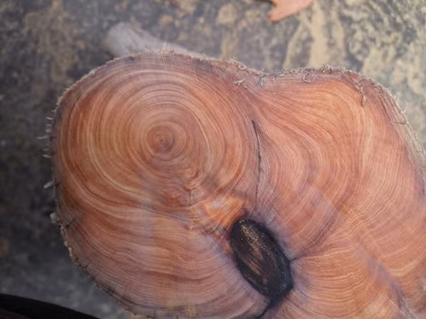 Không những thế, cây Nhai bách còn để chỉ rễ hoặc thân của cây mọc ở các vách đá có kiểu sinh trưởng kỳ lạ và bị phong hóa trong nhiều năm.