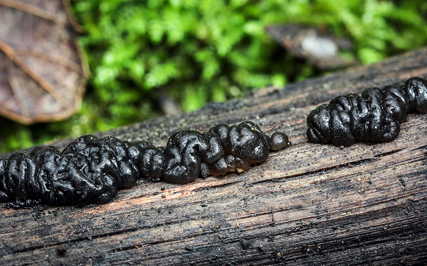 Bơ phù thủy đen xuất hiện trên gỗ cứng chết trong mùa thu và mùa đông. Trong thời tiết nóng và khô, những cây nấm này có màu xanh nâu.