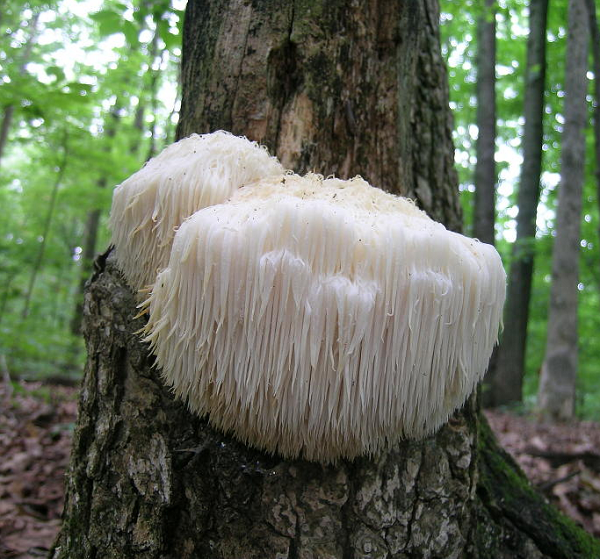 Đây là một loại nấm có thể dùng làm thuốc và ăn được, thuộc nhóm nấm răng - là những loại nấm có các đường gờ giống như răng ở mặt dưới mũ của chúng. Bào tử cũng được tạo ra trong răng trước khi được phóng thích để sinh sản.