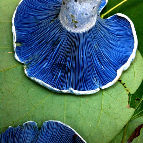 Do sắc tố rực rỡ của loài nấm kỳ lạ này, nó còn được biết đến như một loại thuốc nhuộm cho các hàng dệt may thời xưa. Chúng không chỉ nhìn đáng yêu mà còn ăn rất ngon, và được bán ở thị trường nông thôn ở Mexico, Guatemala, và Trung Quốc.