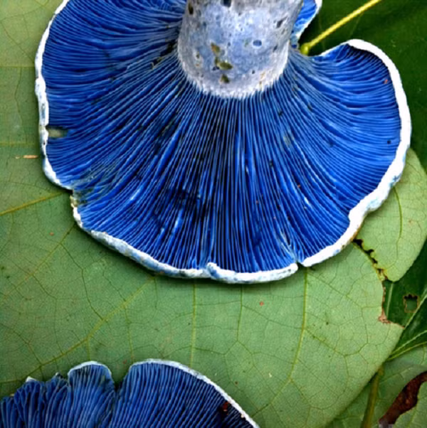 Do sắc tố rực rỡ của loài nấm kỳ lạ này, nó còn được biết đến như một loại thuốc nhuộm cho các hàng dệt may thời xưa. Chúng không chỉ nhìn đáng yêu mà còn ăn rất ngon, và được bán ở thị trường nông thôn ở Mexico, Guatemala, và Trung Quốc.