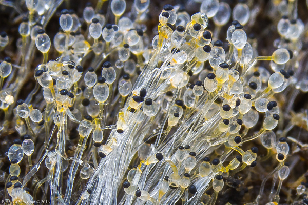 Loài nấm này chỉ trong 2 phần triệu giây có thể tăng tốc từ 0 lên 20 km/h. Các bào tử nấm cần phải nhanh chóng phát triển để vươn ra ngoài không khí, tìm các dưỡng chất cần thiết.