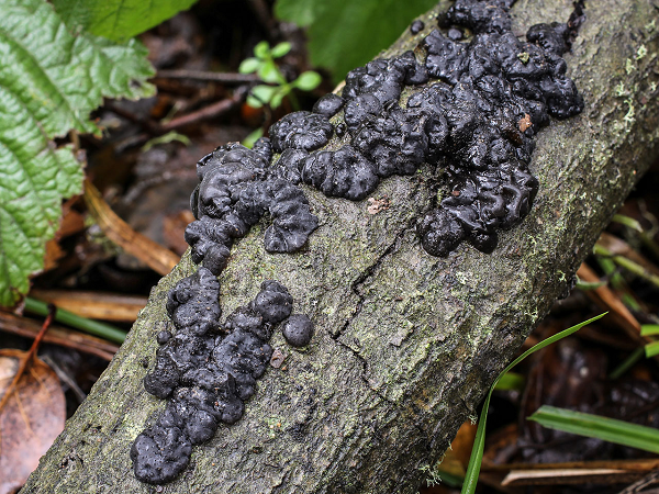 Nấm bơ phù thủy đen có tên khoa học là Exidia glandulosa, tên gọi này bắt nguồn từ màu sắc và độ nhờn của nó trong thời tiết ẩm ướt.