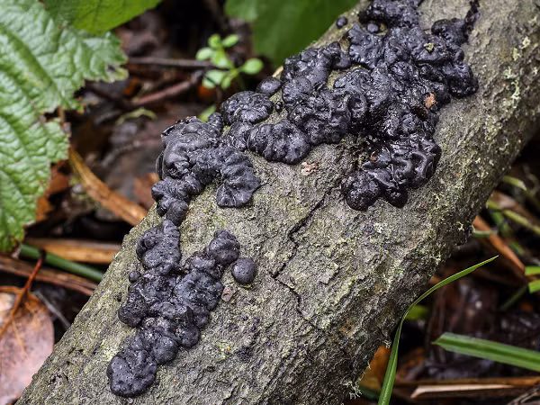 Nấm bơ phù thủy đen có tên khoa học là Exidia glandulosa, tên gọi này bắt nguồn từ màu sắc và độ nhờn của nó trong thời tiết ẩm ướt.