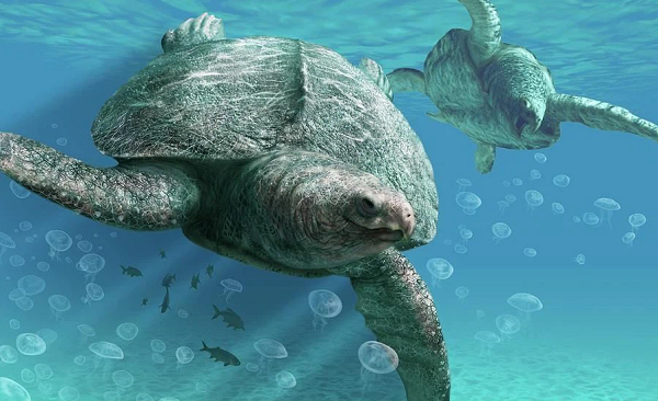 Độ dày 1,8mm của vỏ trứng cũng rất đáng chú ý. Nó dày gấp 4 lần so với vỏ trứng rùa Galápagos và dày hơn 6 lần so với vỏ trứng gà.