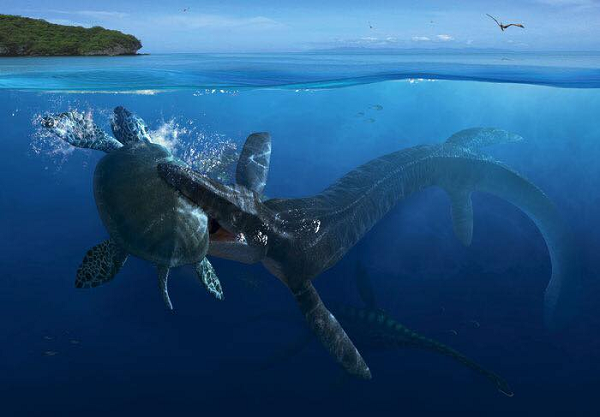 Kích thước này lớn hơn trứng của hầu hết các loài rùa còn sống và nhỏ hơn một chút so với trứng của rùa khổng lồ Galápagos.