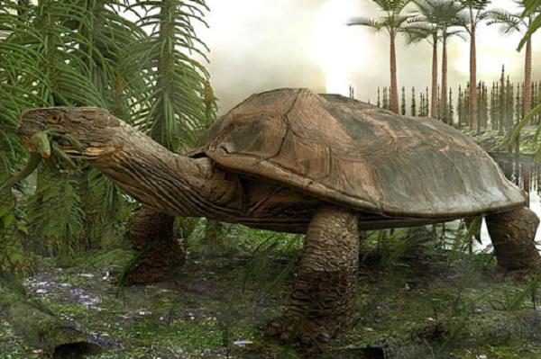 Quả trứng được sinh ra khoảng 90 triệu năm trước, có vẻ ngoài gần như hình cầu, chỉ nhỏ hơn một quả bóng tennis một chút với kích thước 5,4x5,9cm.