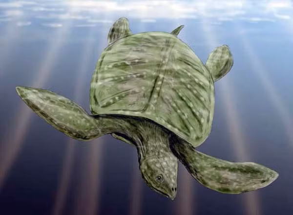 Phôi thai trong các quả trứng còn nguyên vẹn dù có niên đại lên tới 90 triệu năm, không phải nhờ vỏ trứng dày mà nhờ người mẹ "quái thú" đã chôn ổ trứng thật sâu dưới đất ẩm để bảo vệ chúng khỏi bị khô.