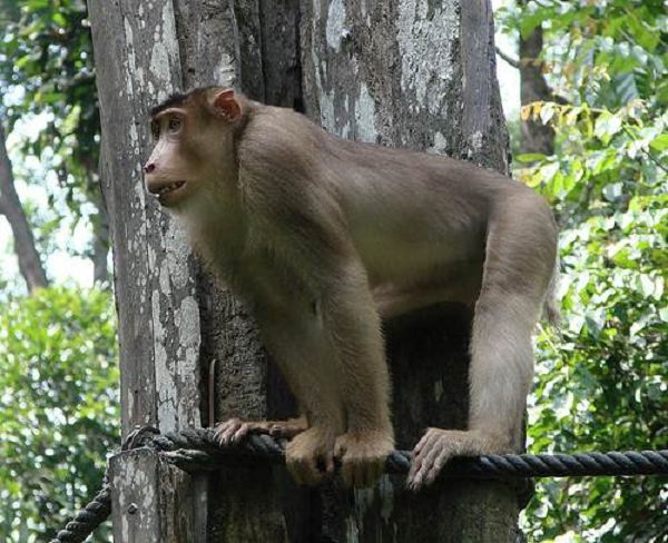 Trên thế giới, khỉ đuôi lợn phân bố ở Bangladesh, Campuchia, Trung Quốc, Ấn Độ, Lào, Myanmar, Thái Lan.