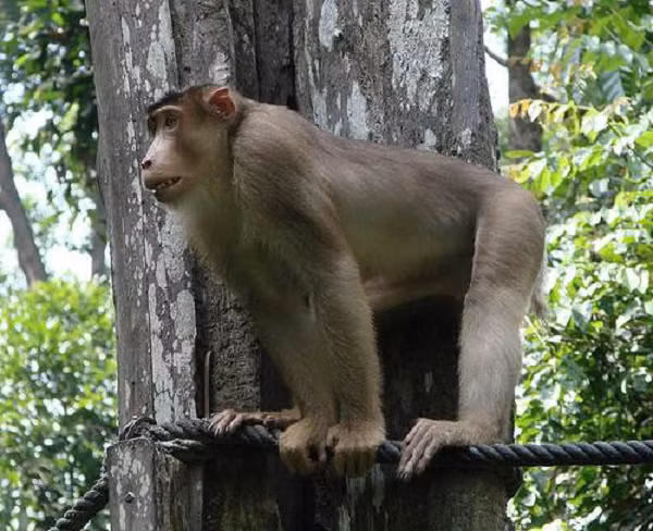 Trên thế giới, khỉ đuôi lợn phân bố ở Bangladesh, Campuchia, Trung Quốc, Ấn Độ, Lào, Myanmar, Thái Lan.