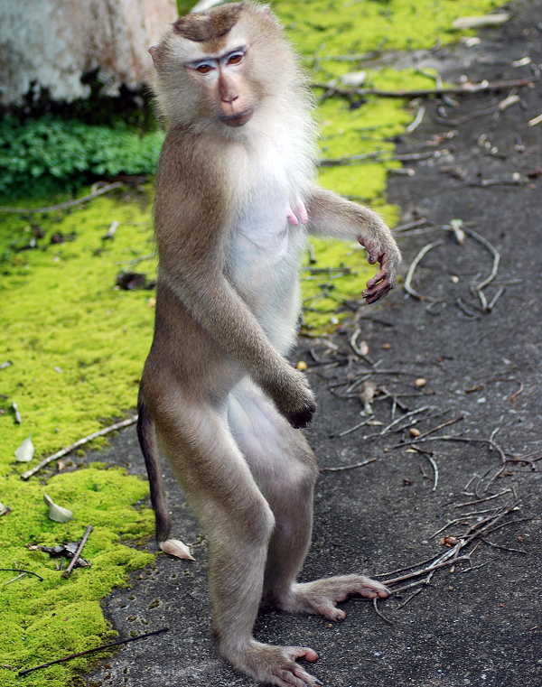 Khỉ đuôi lợn có bộ lông màu nâu nhạt, đỉnh đầu dẹt với màu lông nâu đậm, hai bên má lông dài, rậm, màu hung sáng phủ gần kín tai tạo thành đĩa mặt.