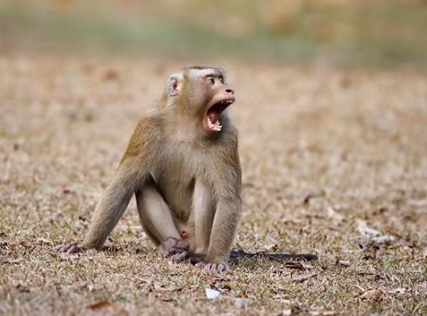 Đuôi của loài khỉ này khá đặc biệt, gần giống đuôi lợn, lông thưa hoặc không có lông.