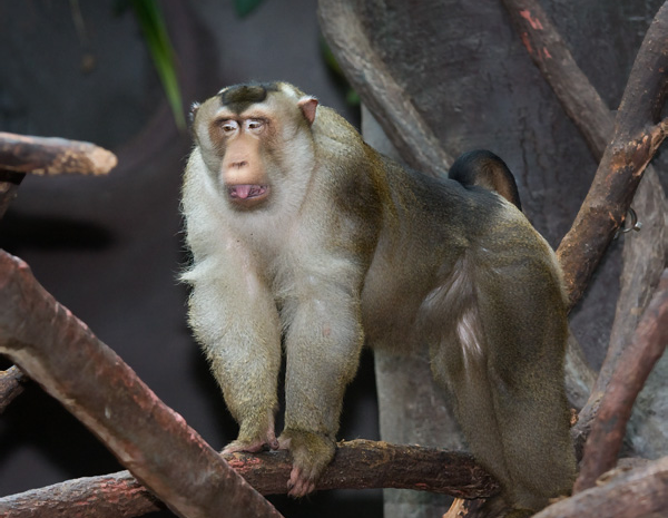 Khỉ đuôi lợn là loài động vật rừng nguy cấp, quý, hiếm thuộc nhóm IIB theo quy định tại Nghị định 32/2006/NĐ-CP của Chính phủ quy định về Quản lý thực vật rừng, động vật rừng nguy cấp, quý, hiếm.