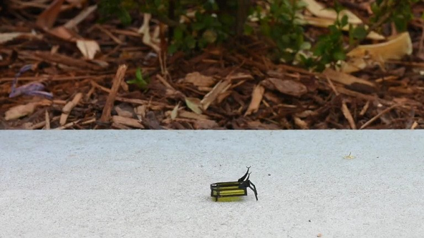 Microbot RoBeetle có khả năng leo lên dốc, điều hướng để di chuyển qua các bề mặt bao gồm kính, đệm ngủ bằng xốp và vỉa hè bằng bê tông.