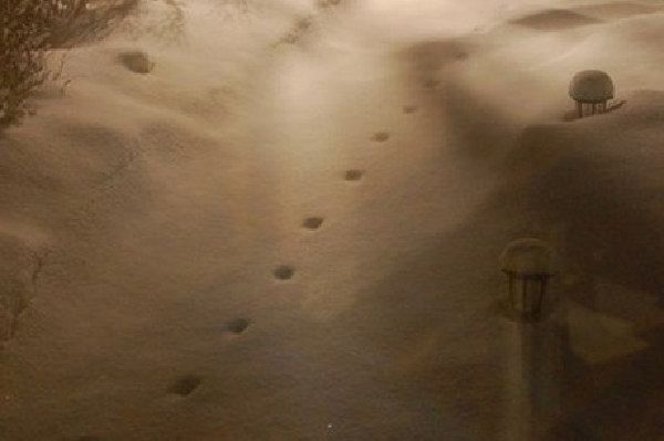 Dấu chân bí ẩn này xuất hiện ở nhiều nơi từ mái nhà, ống nước, tường cho đến đống rơm khô. Một số dấu chân dừng lại ở nơi hoang vu và biến mất một cách bí ẩn. Nhiều người suy đoán những dấu chân lạ kỳ trên là của quỷ dữ.