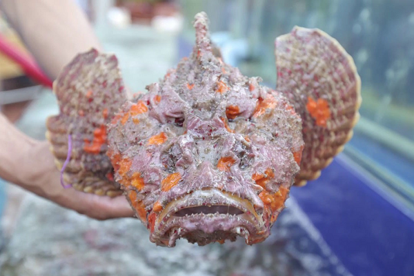 Cá mặt quỷ thường sinh sống tại những vùng nước nông dọc bờ biển, có vẻ ngoài xấu xí nhưng thịt ngon, vị lạ, giàu canxi và omega 3.