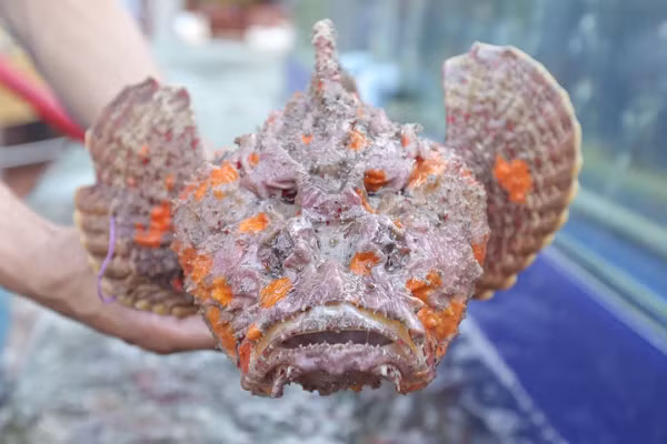 Cá mặt quỷ thường sinh sống tại những vùng nước nông dọc bờ biển, có vẻ ngoài xấu xí nhưng thịt ngon, vị lạ, giàu canxi và omega 3.