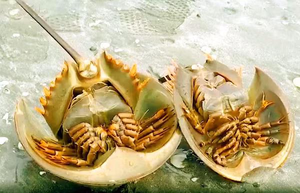 Sam biển thường sống ở vùng nước sâu, có thân hình tròn vẹt, mai cứng. Rất nhiều món ngon chế biến từ loại hải sản này như súp sam biển, gỏi, xào sả ớt, chua ngọt, miến, cháo... và phổ biến nhất là sam nướng.