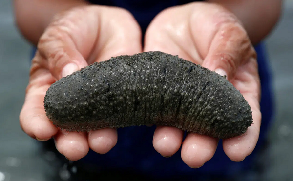 Hải sâm là loại động vật không có xương sống, hình dạng bên ngoài trông giống như con đỉa. Chúng thường có cấu tạo hình ống thân sần sùi, không phân biệt được đầu – đuôi.