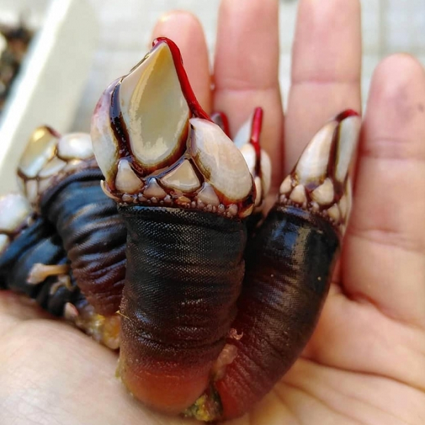 Con hà ngỗng (ốc cổ ngỗng) là loài sinh vật biển có hình dạng rất kỳ quái nhưng có giá trị thực phẩm cao ở châu Âu. Đây là một loài sinh vật sống dưới biển, tuy có hình dáng xấu xí nhưng có thể được chế biến thành những món ăn đặc sản cực kỳ hấp dẫn.