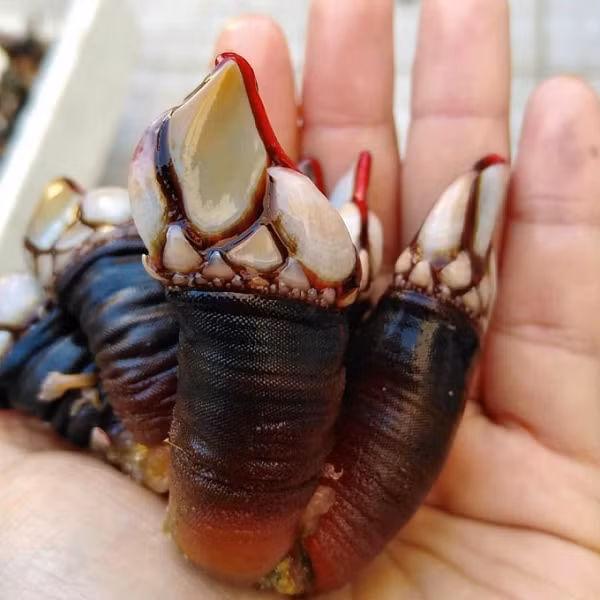 Con hà ngỗng (ốc cổ ngỗng) là loài sinh vật biển có hình dạng rất kỳ quái nhưng có giá trị thực phẩm cao ở châu Âu. Đây là một loài sinh vật sống dưới biển, tuy có hình dáng xấu xí nhưng có thể được chế biến thành những món ăn đặc sản cực kỳ hấp dẫn.