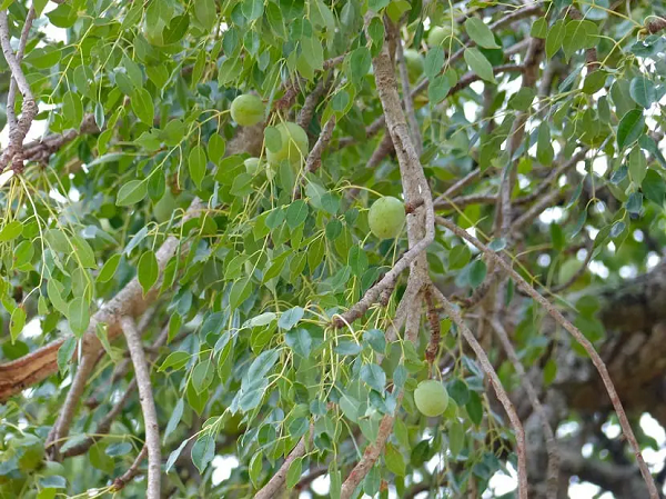 Marula ra hoa từ tháng 9 đến tháng 11, ra quả từ tháng 1 đến tháng 4. Sau khi chín, quả sẽ tự động rơi xuống, người dân chỉ cần nhặt về để thưởng thức hoặc đem bán