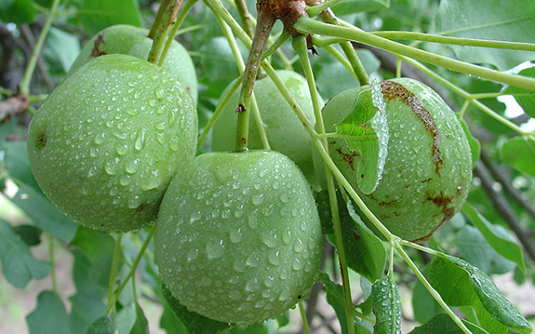 Trong sinh học, cây Marula là một loài thực vật có cả hoa đực và hoa cái. Đây là lý do tại sao trong cùng một vườn trồng cây này, cần phải trồng cả cây cái và cây đực để chúng kết trái.