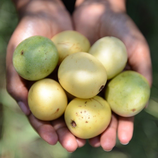 Không chỉ riêng con người mới biết thưởng thức loại quả tuyệt diệu này. Với mùi thơm và hương vị ngon không chê vào đâu được, các loài động vật cũng thường xuyên ăn Marula.