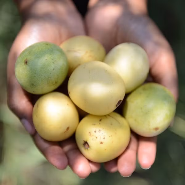 Không chỉ riêng con người mới biết thưởng thức loại quả tuyệt diệu này. Với mùi thơm và hương vị ngon không chê vào đâu được, các loài động vật cũng thường xuyên ăn Marula.