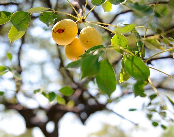 Marula chỉ có một thân cây duy nhất, khá nổi bật và một tán với những chiếc lá màu xanh lục. Nếu phát triển trong tình trạng tốt, nó có thể đạt đến chiều cao khoảng hơn 10 mét.