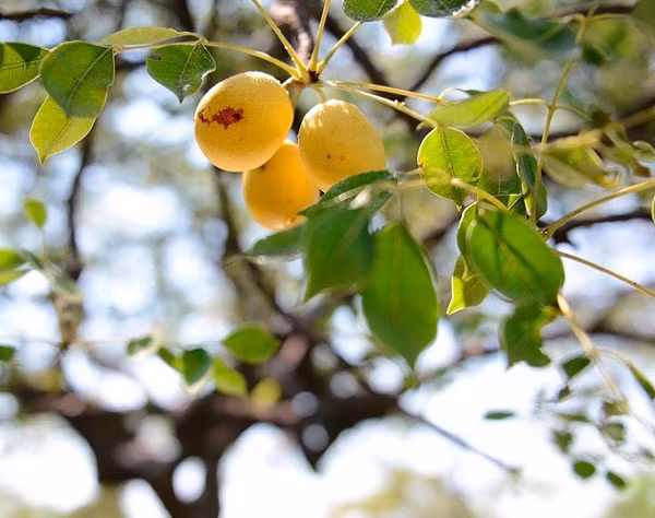 Marula chỉ có một thân cây duy nhất, khá nổi bật và một tán với những chiếc lá màu xanh lục. Nếu phát triển trong tình trạng tốt, nó có thể đạt đến chiều cao khoảng hơn 10 mét.