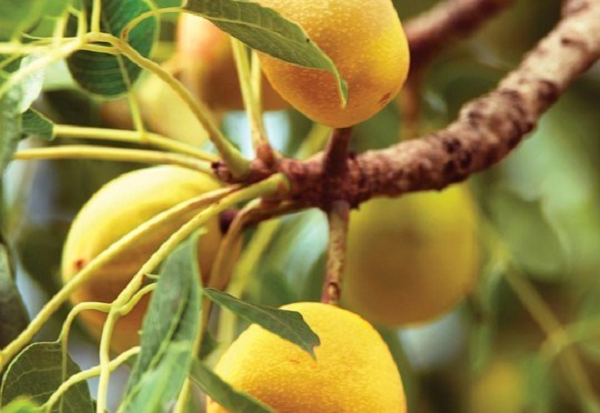 Quả cây Marula có một vài thành phần giống nước lên men, khiến động vật bị "lảo đảo" nếu ăn nhiều. Người dân châu Phi còn lấy chúng làm nguyên liệu chế biến mứt, nước lên men.