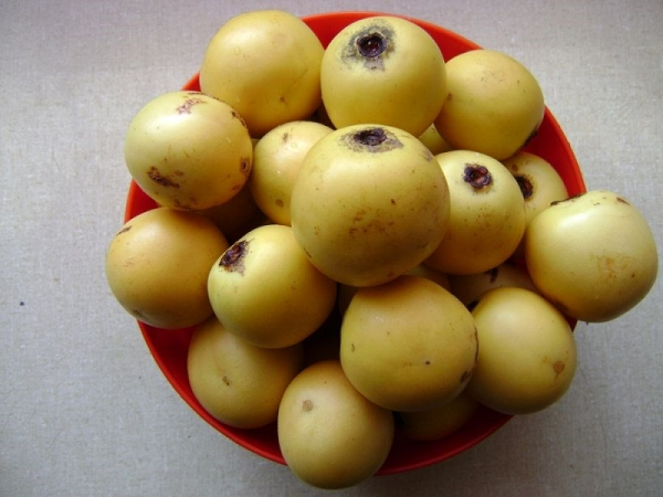 Marula không chỉ phục vụ cho con người và mục đích thương mại, nó còn là nguồn thức ăn phong phú cho các loài động vật khác nhau của miền nam châu Phi.