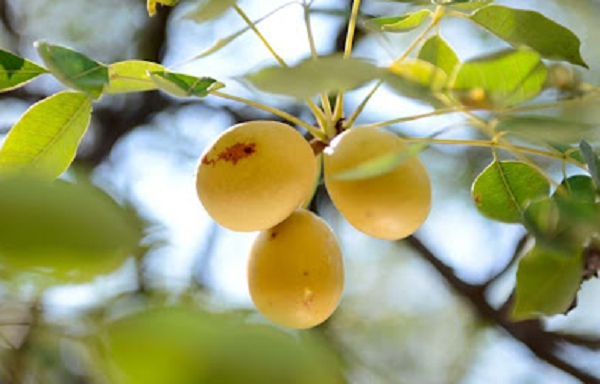  Marula có họ hàng với xoài, quả của nó khi chín có màu vàng, vị chua nhẹ, ngọt thanh và giòn, thơm ngon không kém xoài.