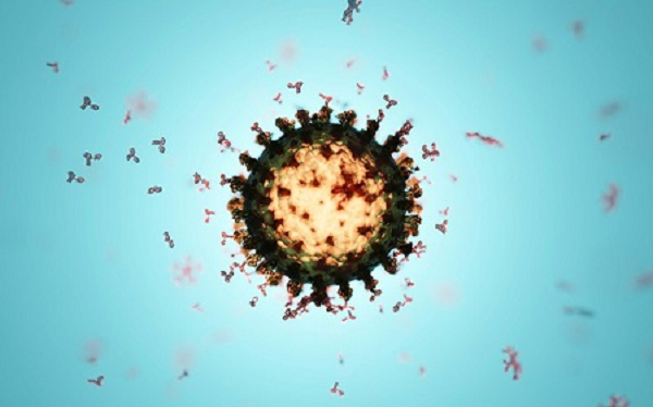 Ở một số khu vực, tỷ lệ lây nhiễm lên tới 100%. Để đảm bảo độ chính xác của thử nghiệm, các nhà khoa học đã sử dụng một số mẫu được lưu trữ từ năm 2011 làm đối chứng và nhận thấy tất cả các kết quả đều âm tính trước năm 2019.