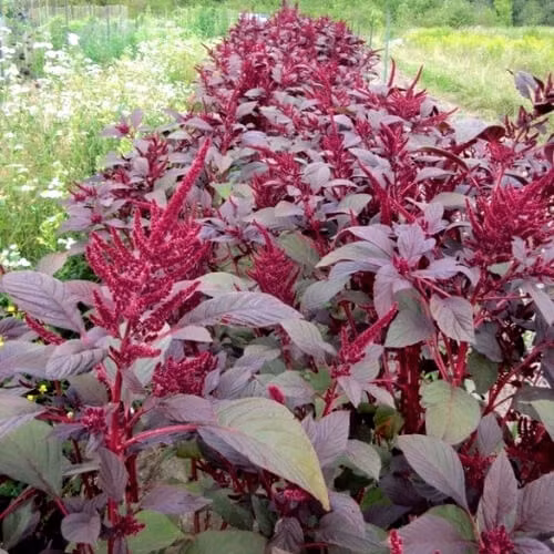 Bên cạnh đó, loại rau này còn giúp làm giảm nguy cơ mắc các bệnh liên quan đến tình trạng tăng lượng đường trong máu như béo phì.