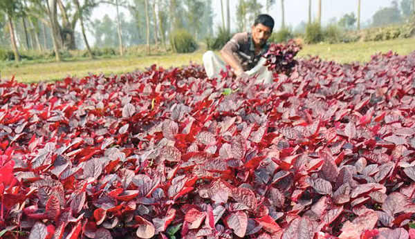 Đối với những người dân bản địa New Mexic, đây là một loài thực vật có thể nuôi sống thế giới. Trước khi người Tây Ban Nha đến châu Mỹ, người Aztec và Maya đã trồng rau dền để tạo ra nguồn cung cấp protein tuyệt vời.