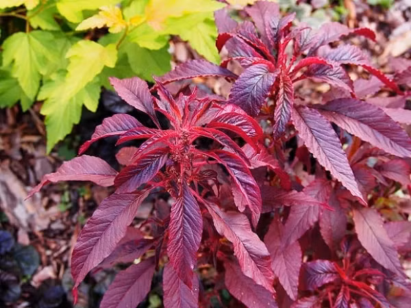 Rau dền được coi như nguồn protein hoàn chỉnh với 9 axit amin thiết yếu và các vi chất cần thiết khác như mangan, magiê, phốt pho, sắt, chất chống oxy hóa...