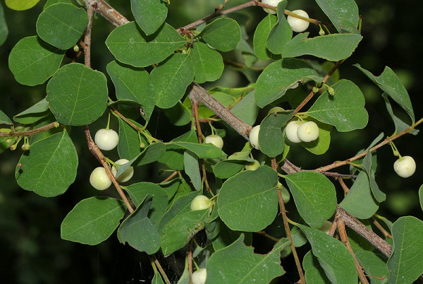 Cây cơm nguội chứa nhiều thành phần như alcaloit như securinin, flueggein, virosin, norsecurin, dihydroallosecurinin, securiotinin, phyllanthin,... và tanin.